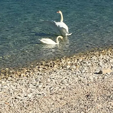 Vlacor * Ražanac
